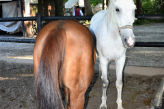 cowboy-club-münchen-2016-hobbytage-08