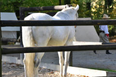 cowboy-club-münchen-2017-hobbytage-24-1