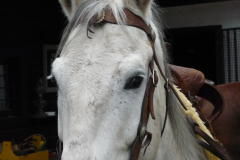 cowboy-club-münchen-reiten-02