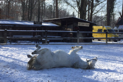 cowboy-club-münchen-reiten-11