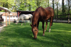 cowboyclub-münchen-unser-gelände-im-sommer-13